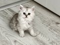 Gözalıcı miniklerim yuvalarını arıyor