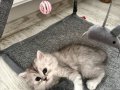 Bizi Sevecek Yeni Sahiplerimizi Arıyoruz