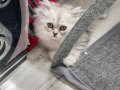 Güzeller güzellerim yeni yuvalarını bekliyor