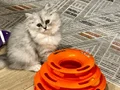 Hayatınıza güzellik katacak yavrular yeni yuvalarına hazır