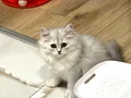 Hayatınıza güzellik katacak yavrular yeni yuvalarına hazır