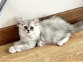 Hayatınıza güzellik katacak yavrular yeni yuvalarına hazır