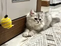 Miniğim yeni yuvasını bekliyor 