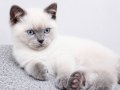 MUHTEŞEM BLUE POİNT VE BRİTİSH SHORTHAİR YAVRULARIMIZ 