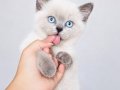 MUHTEŞEM BLUE POİNT VE BRİTİSH SHORTHAİR YAVRULARIMIZ 