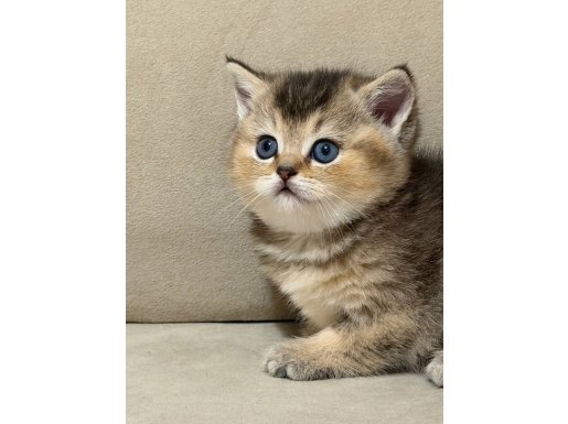 Safkan SCR li babadan British shorthair bebekler