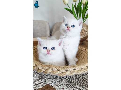 Safkan British Shorthair Kızlar 