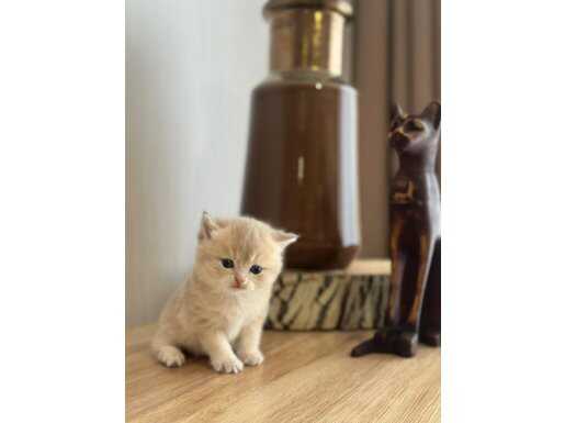 Show kalite yavrular