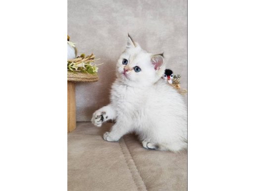 SCRLİ babanın Golden Point prensesi