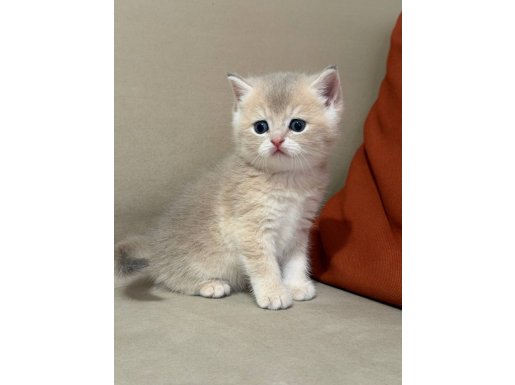 SCRli babadan Safkan british shorthair bebekler
