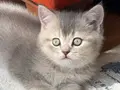 Safkan British Shorthair Dişi