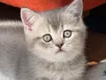 Safkan British Shorthair Dişi