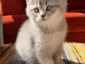 Safkan British Shorthair Dişi