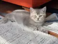 Safkan British Shorthair Dişi