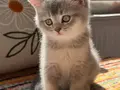 Safkan British Shorthair Dişi