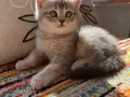 Safkan British Shorthair Dişi