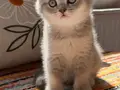 Safkan British Shorthair Dişi