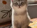 Safkan British Shorthair Dişi