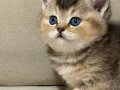 Safkan SCR li babadan British shorthair bebekler