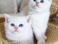 Safkan British Shorthair Kızlar 