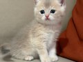 SCRli babadan Safkan british shorthair bebekler
