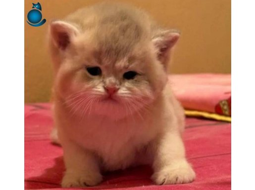 SAFKAN BRİTİSH SHORTHAİR GOLDEN ve BLUE GOLDEN YAVR