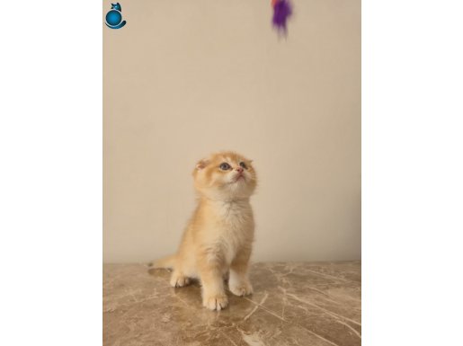 Secereli Babadan BY12 Golden Scottish Fold