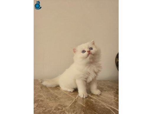 Masmavi Gözlü NY1233 Scottish Straight Longhair 