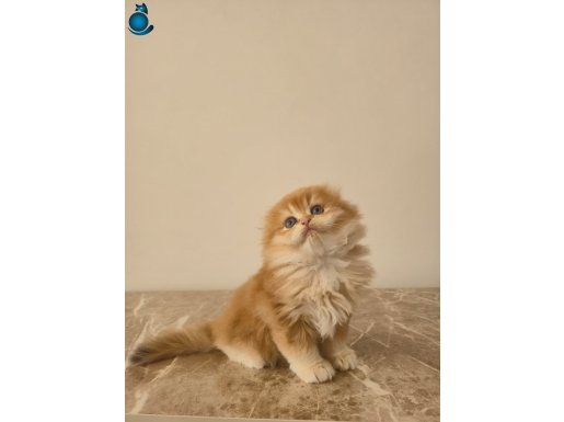 Pofuduk Tüylü BY12 Scottish Fold 