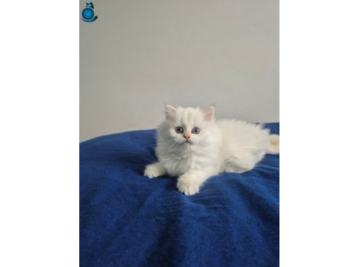 Secereli Babadan Masmavi Gözlü, Pamuk Tüylü Golden Point 