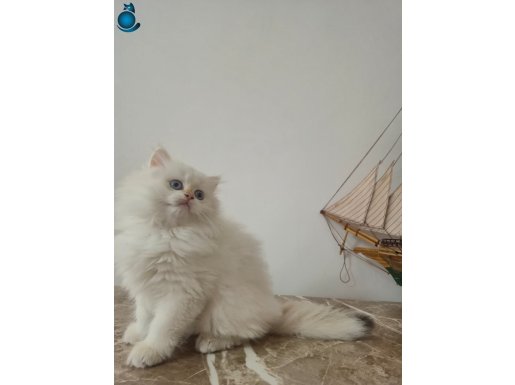 Secereli Babadan Mavi Gözlü Golden Point Biblo Güzelliği