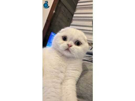8 Aylık nadir mavi göz beyaz tam kafa scottish fold