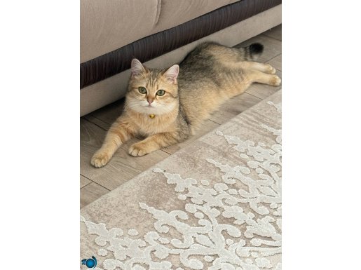 British Gold çok sevimli ve Çipli eğitimli 