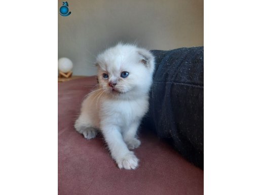 SCOTTISH FOLD YAVRULAR