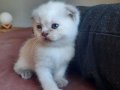 SCOTTISH FOLD YAVRULAR