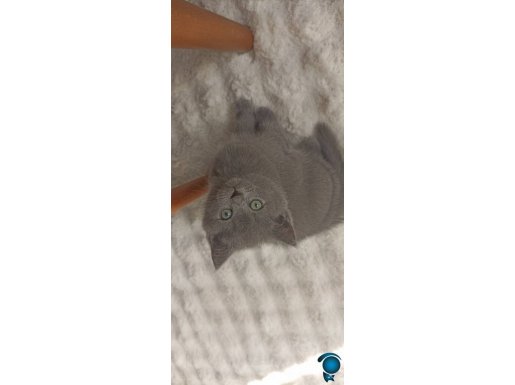 Saf kan british shortair