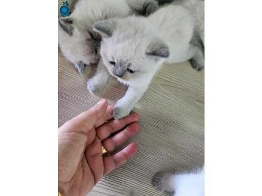 1 AYLIK CİNS KEDİLER OYUNCU KEDİSİ EGITIMLERI TAM