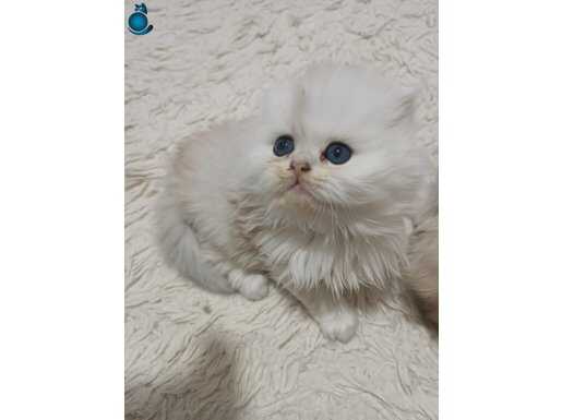 Biblolarım yeni yuvasını arıyor