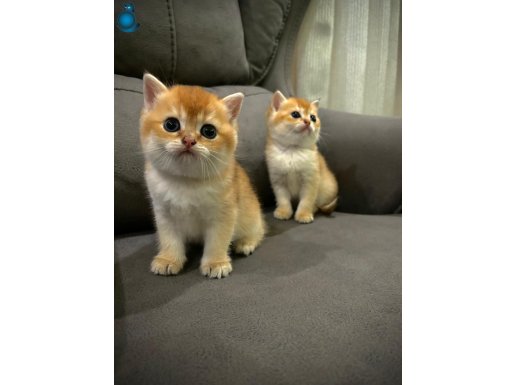 Orjinal Şecere belgeli Anne ve Babanın yavruları !!!