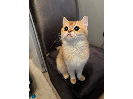 1 YAŞINDA ÜCRETSİZ A KALİTE BRİTİSH SHORTHAİR GENÇ DİŞİ 