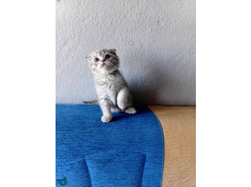 YAVRULARIM YENİ YUVA ARIYOR