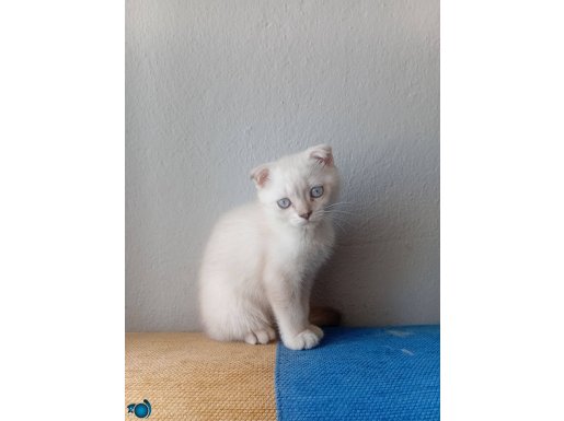 YAVRUM YENİ YUVASINI ARIYORR