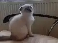 Ev ortamında  doğmuş Sağlıklı Scottish fold bluepoint yavru