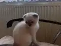 Ev ortamında doğmuş Sağlıklı Scottish fold bluepoint yavru