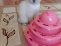Ev ortamında doğmuş Sağlıklı Scottish fold bluepoint yavru