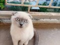 Uyguna scottish fold yavru