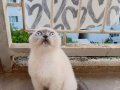 Uyguna scottish fold yavru