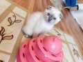 Uyguna scottish fold yavru