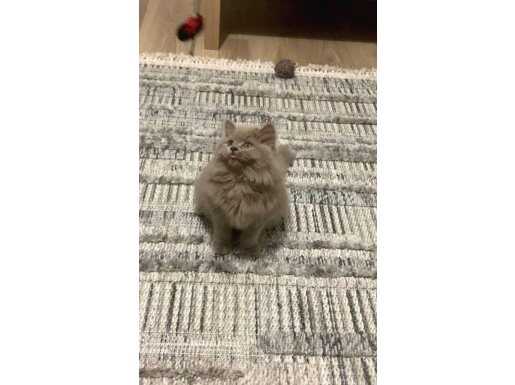 Antalya Kepez Dişi Fawn British Shorthair 1 Yaşında