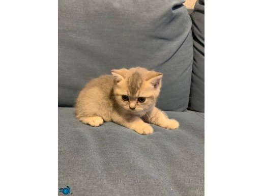 BRİTİSH SHORTHAİR gri ve krem ÇOK GÜZEL bebek 